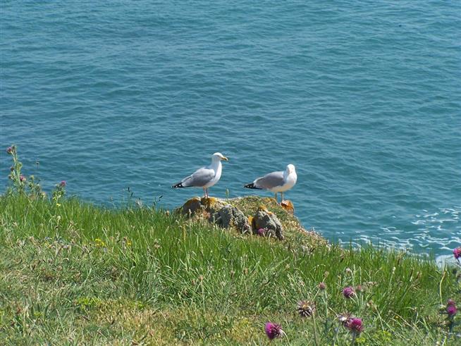 Hotel Ile d'Yeu